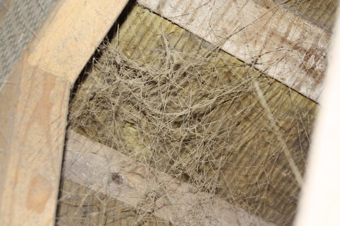 Tømmerup Sportsrideklub billede 46