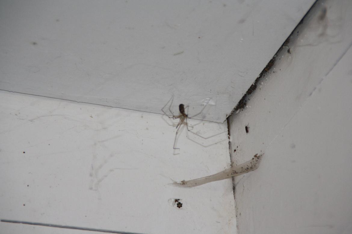 Tømmerup Sportsrideklub billede 47