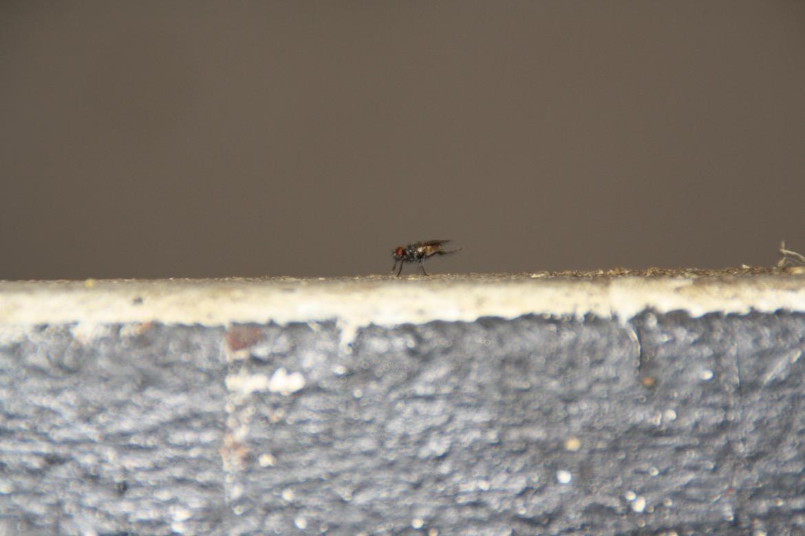 Tømmerup Sportsrideklub billede 48