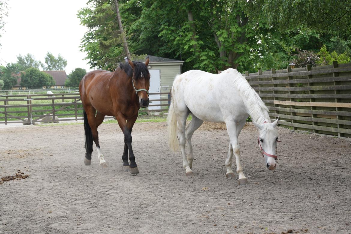 Tømmerup Sportsrideklub billede 49