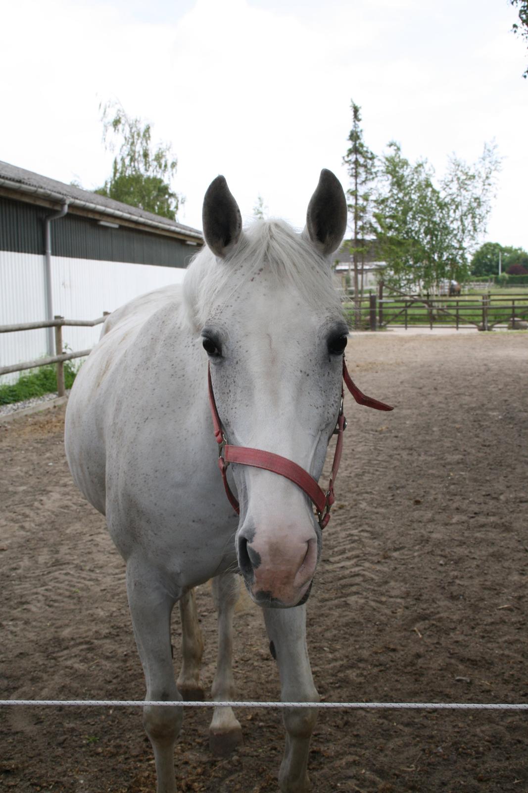 Tømmerup Sportsrideklub billede 50