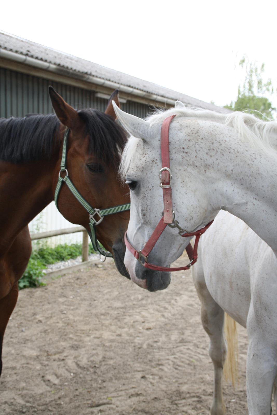 Tømmerup Sportsrideklub billede 51