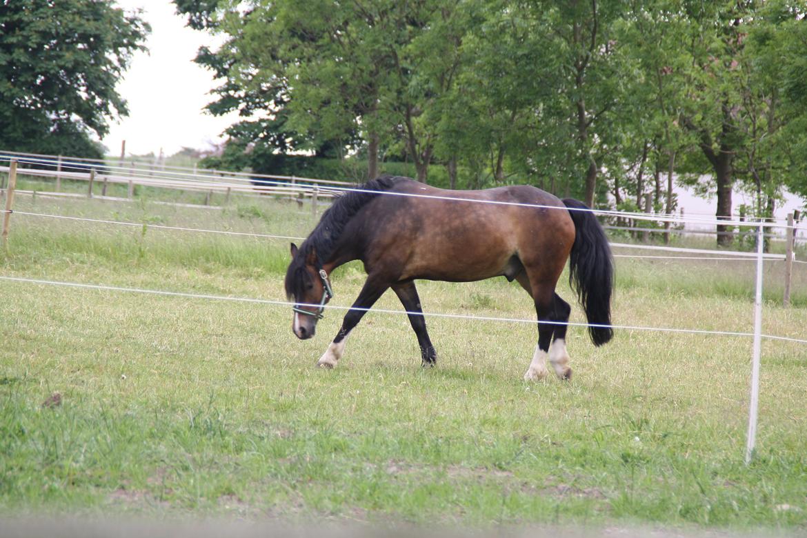 Tømmerup Sportsrideklub billede 61