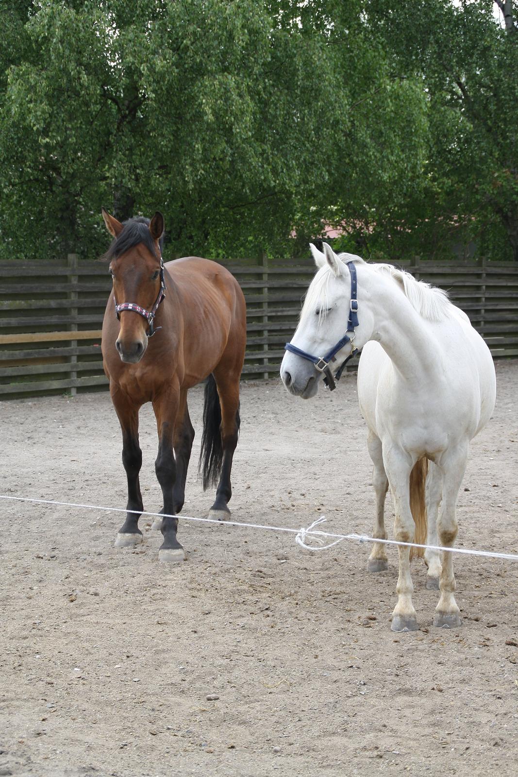 Tømmerup Sportsrideklub billede 63