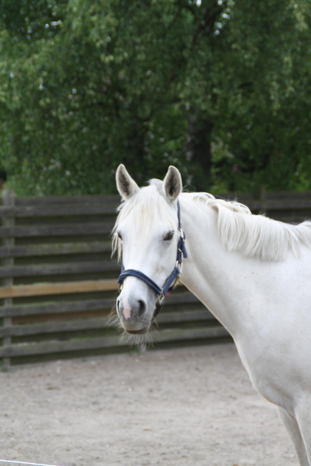 Tømmerup Sportsrideklub billede 64