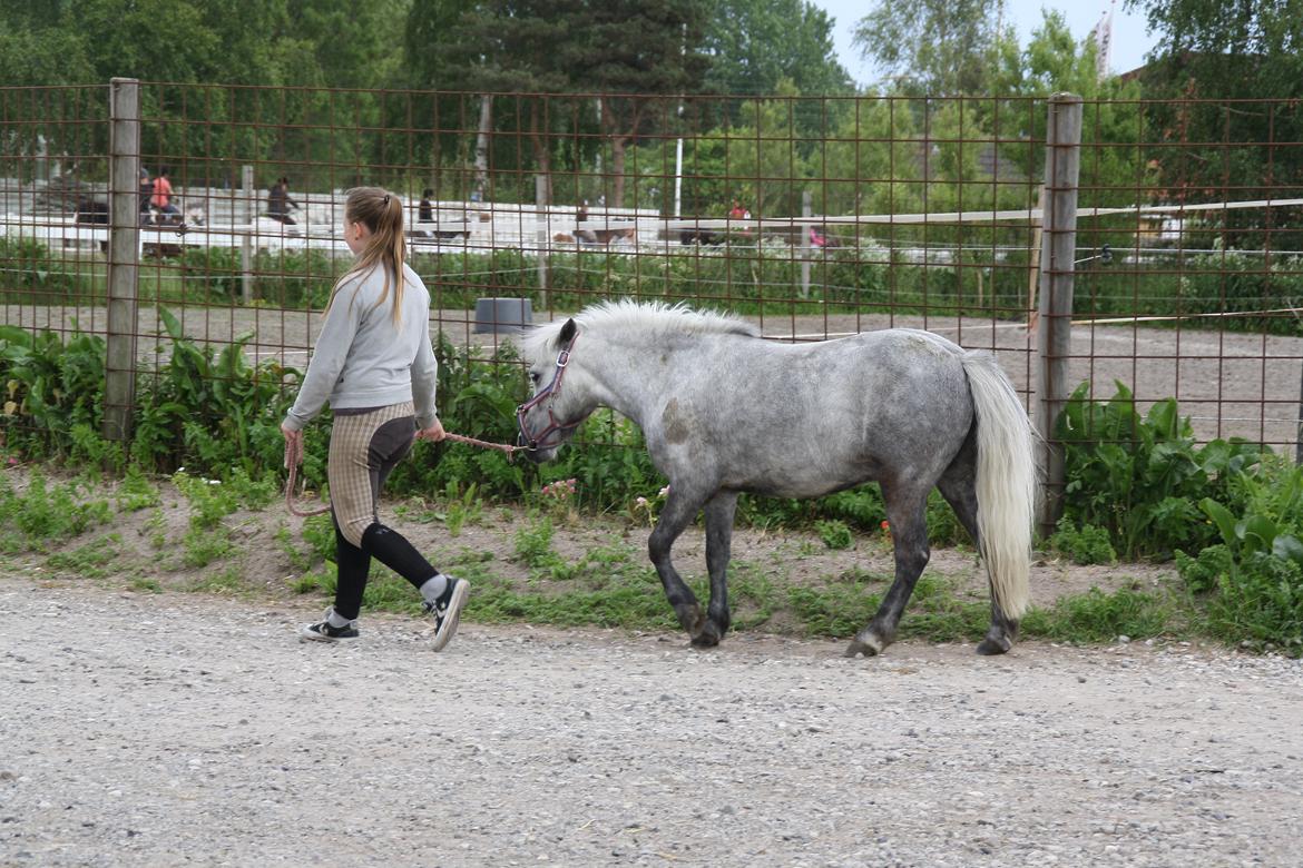 Tømmerup Sportsrideklub billede 65