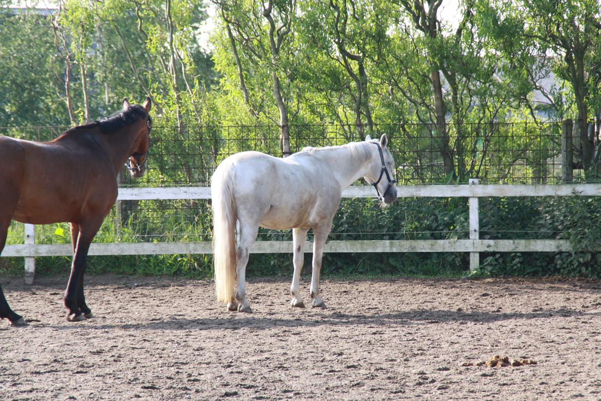 Tømmerup Sportsrideklub billede 66