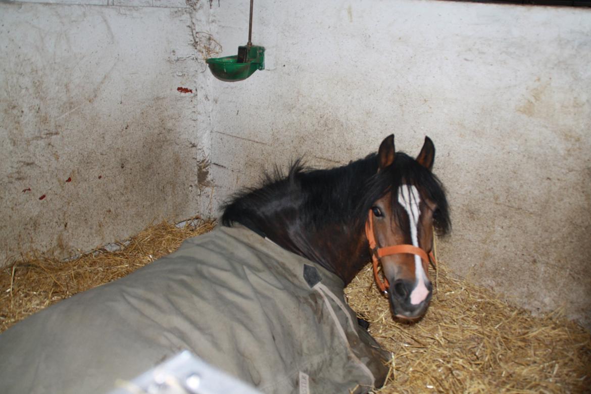 Tømmerup Sportsrideklub billede 67