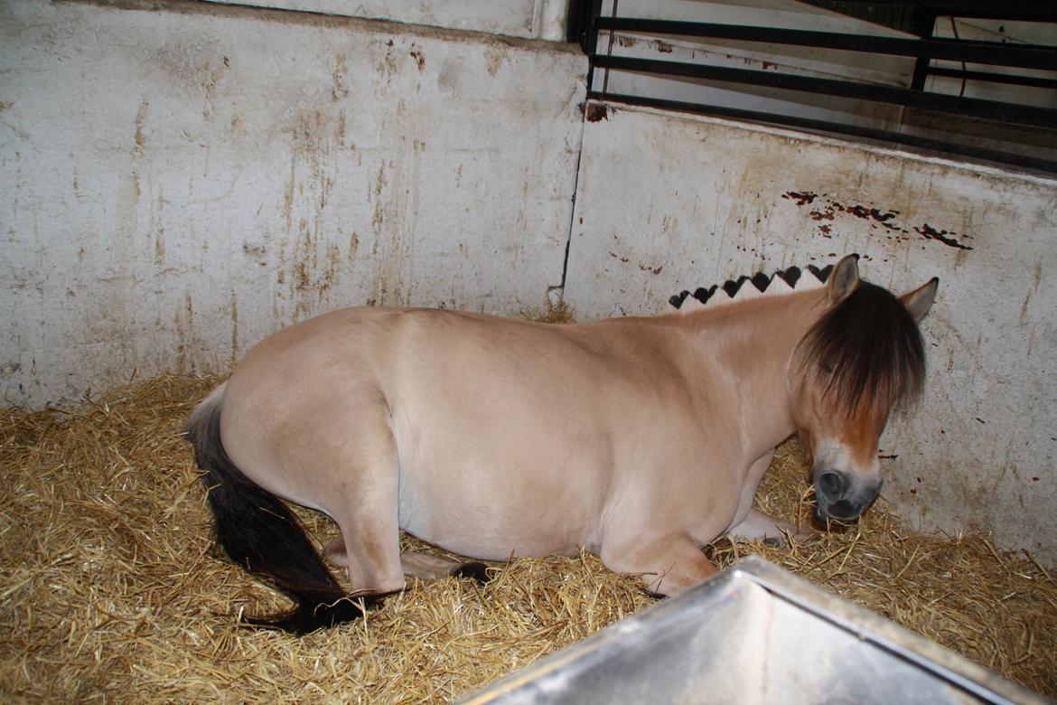 Tømmerup Sportsrideklub billede 68