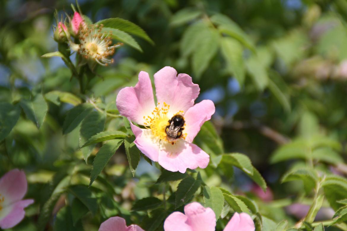 Tømmerup Sportsrideklub billede 69