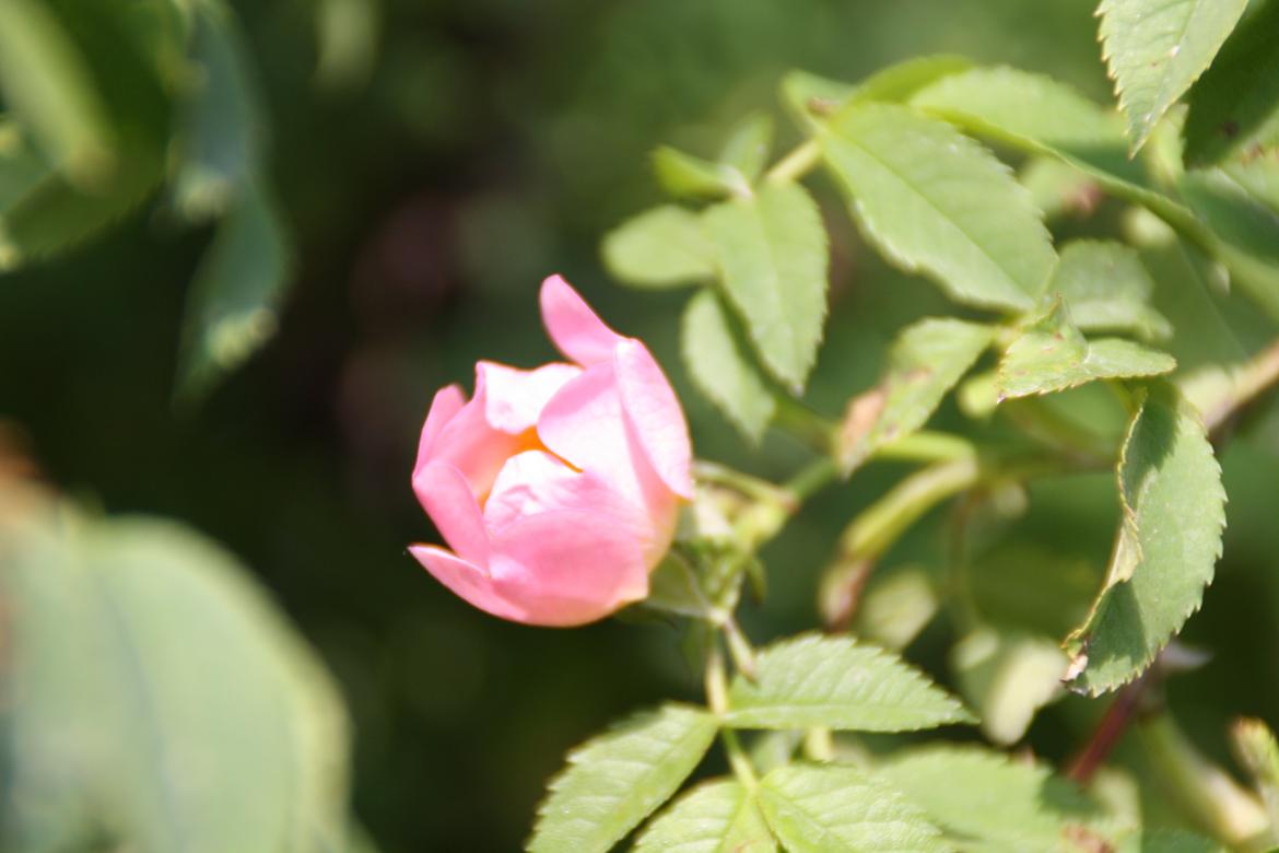 Tømmerup Sportsrideklub billede 70