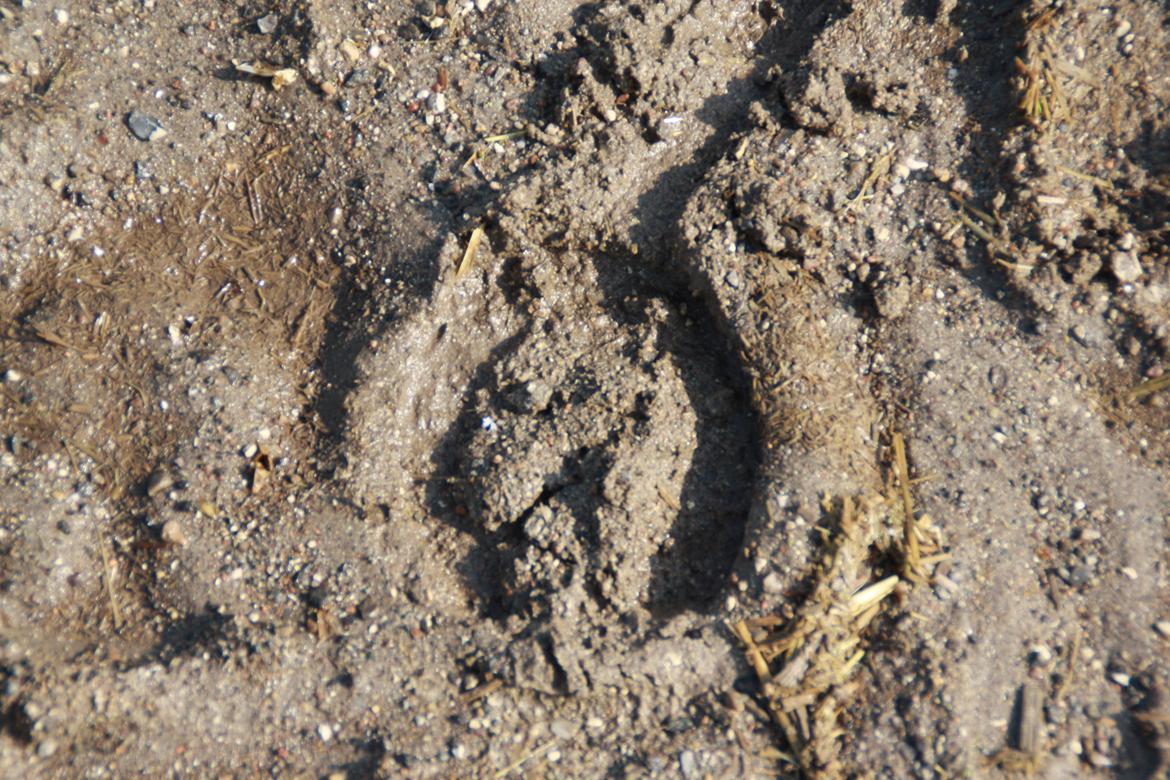 Tømmerup Sportsrideklub billede 71