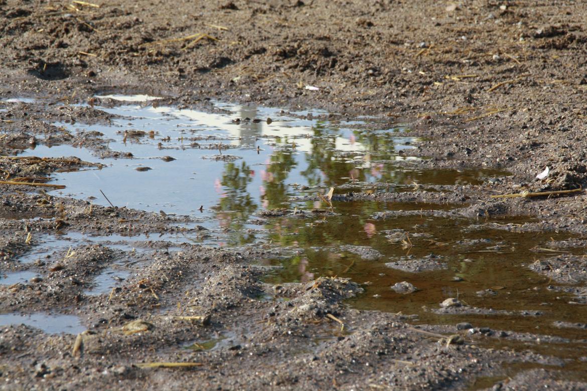 Tømmerup Sportsrideklub billede 72