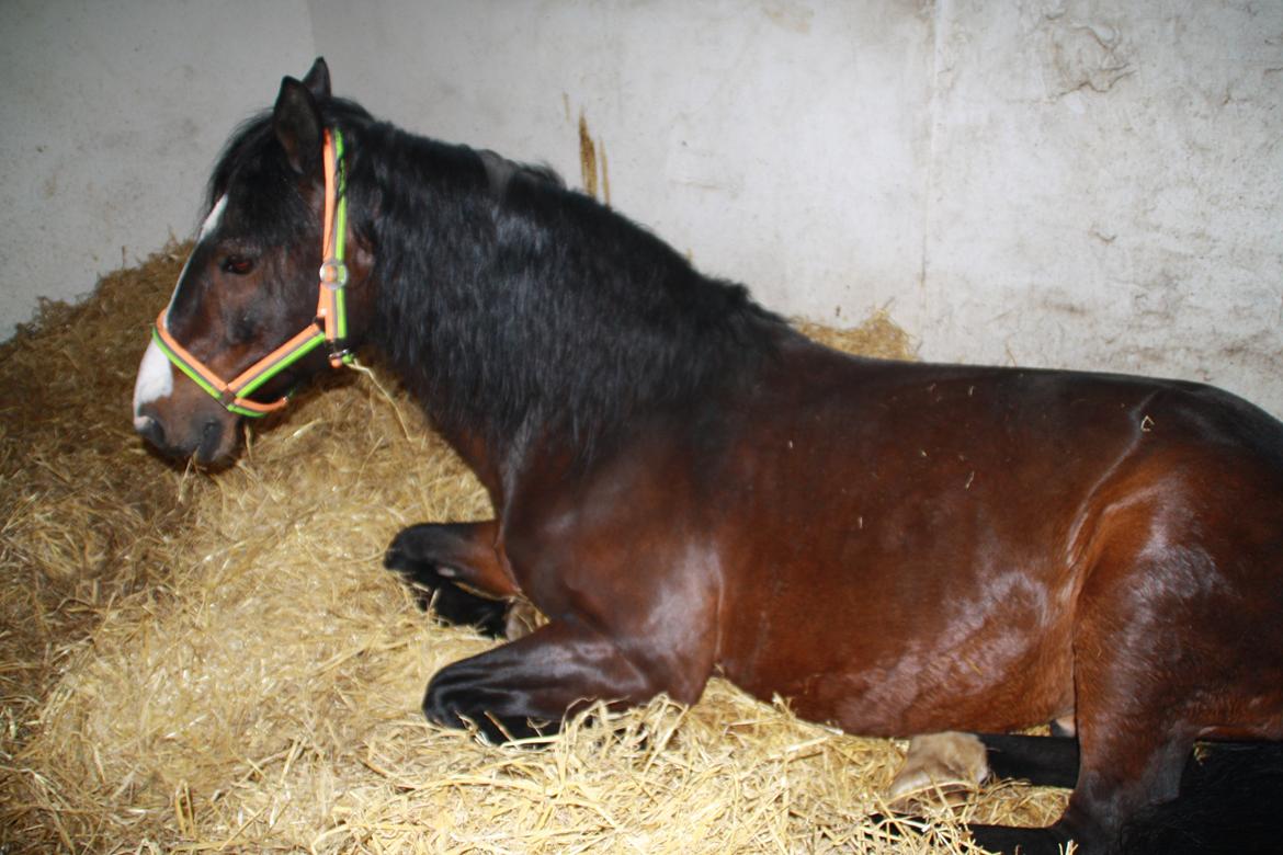 Tømmerup Sportsrideklub billede 73