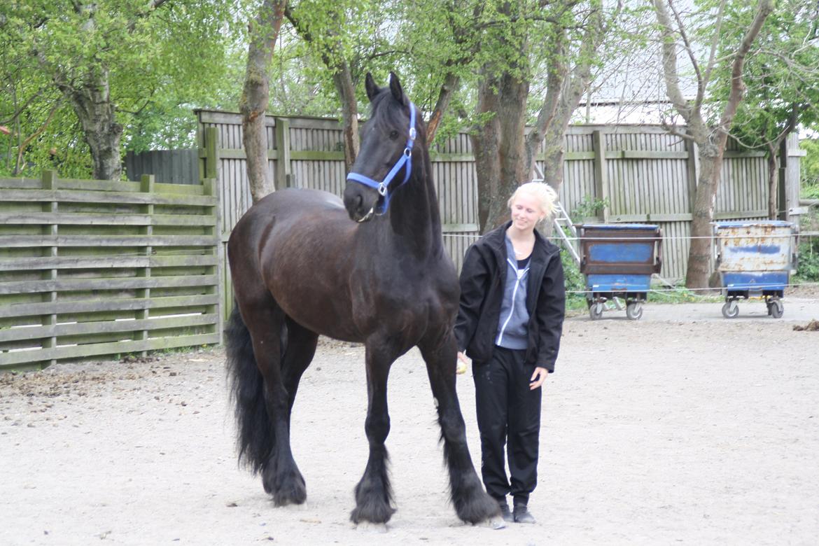 Tømmerup Sportsrideklub billede 74