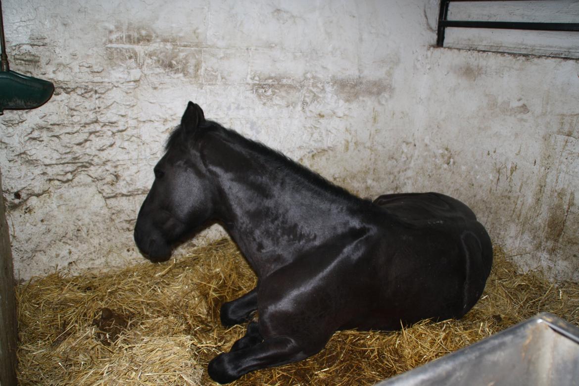 Tømmerup Sportsrideklub billede 75