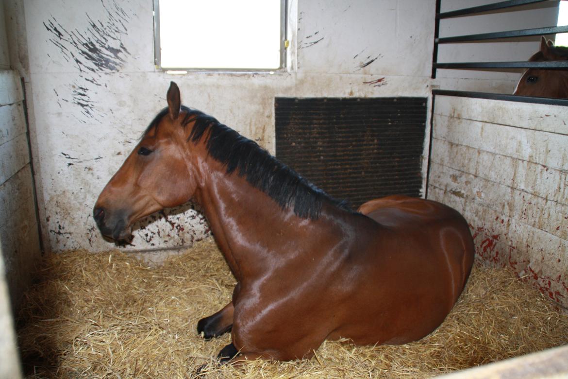 Tømmerup Sportsrideklub billede 76