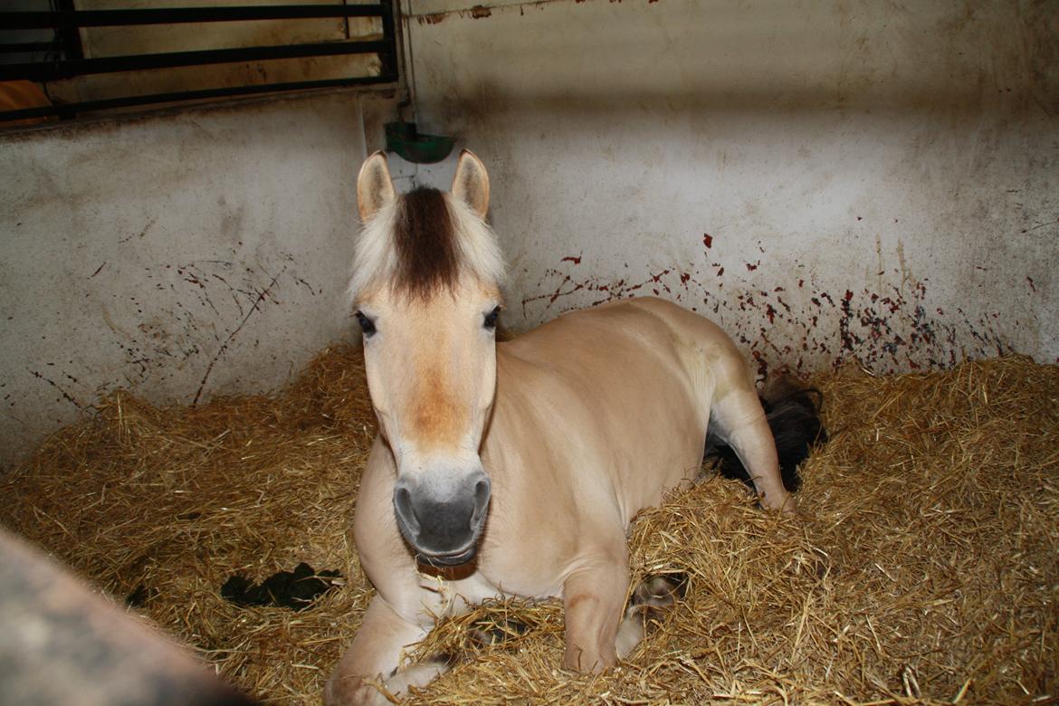 Tømmerup Sportsrideklub billede 77