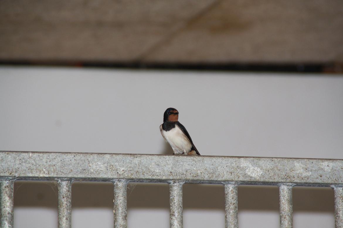 Tømmerup Sportsrideklub billede 78