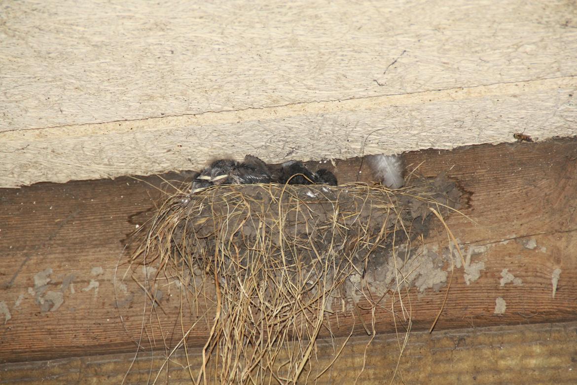 Tømmerup Sportsrideklub billede 79