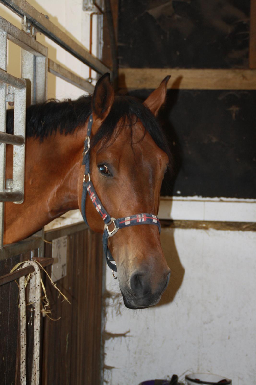 Tømmerup Sportsrideklub billede 81