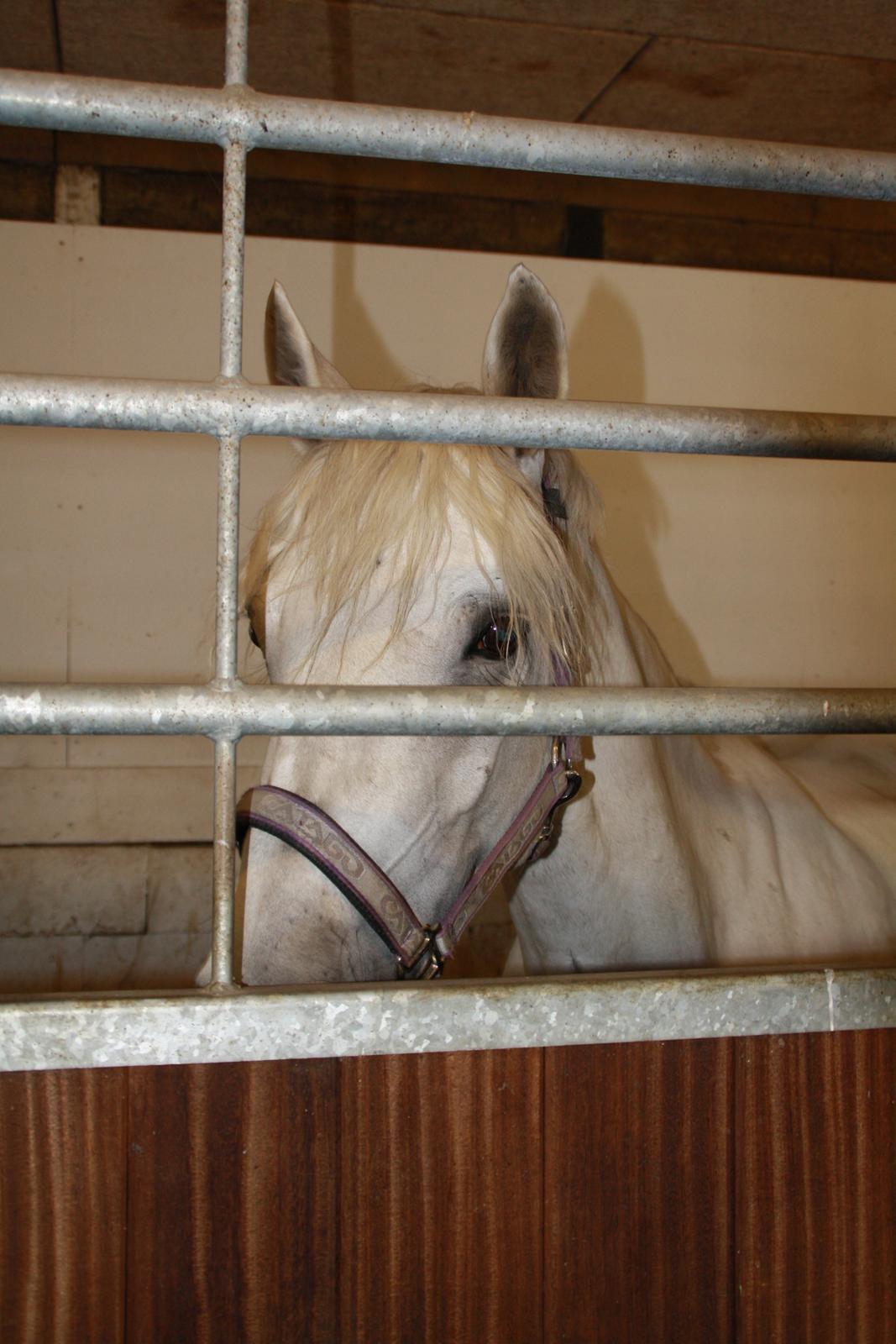 Tømmerup Sportsrideklub billede 82