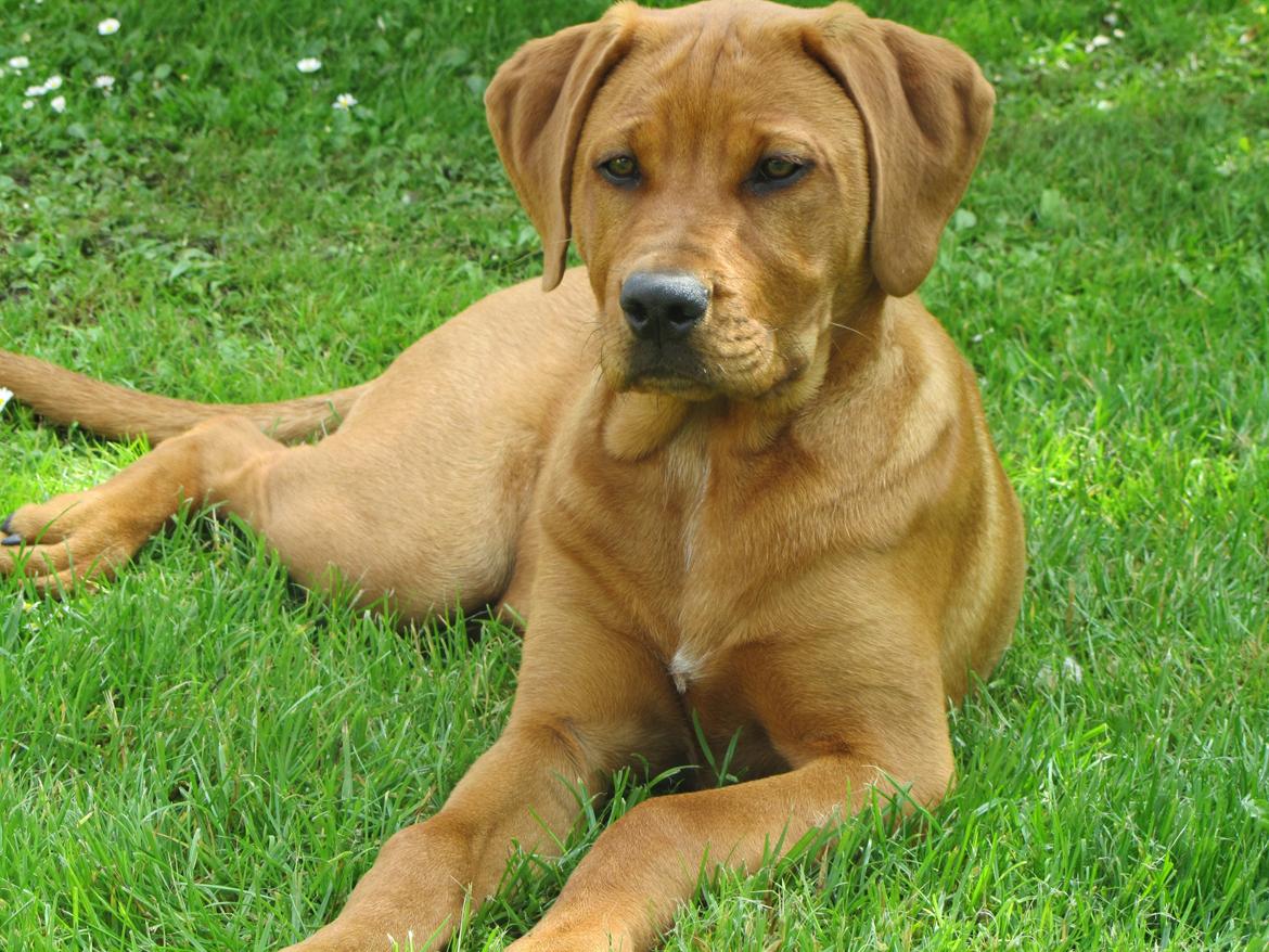 Broholmer bibsen billede 37