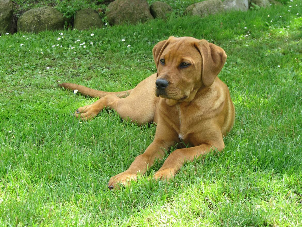 Broholmer bibsen billede 38