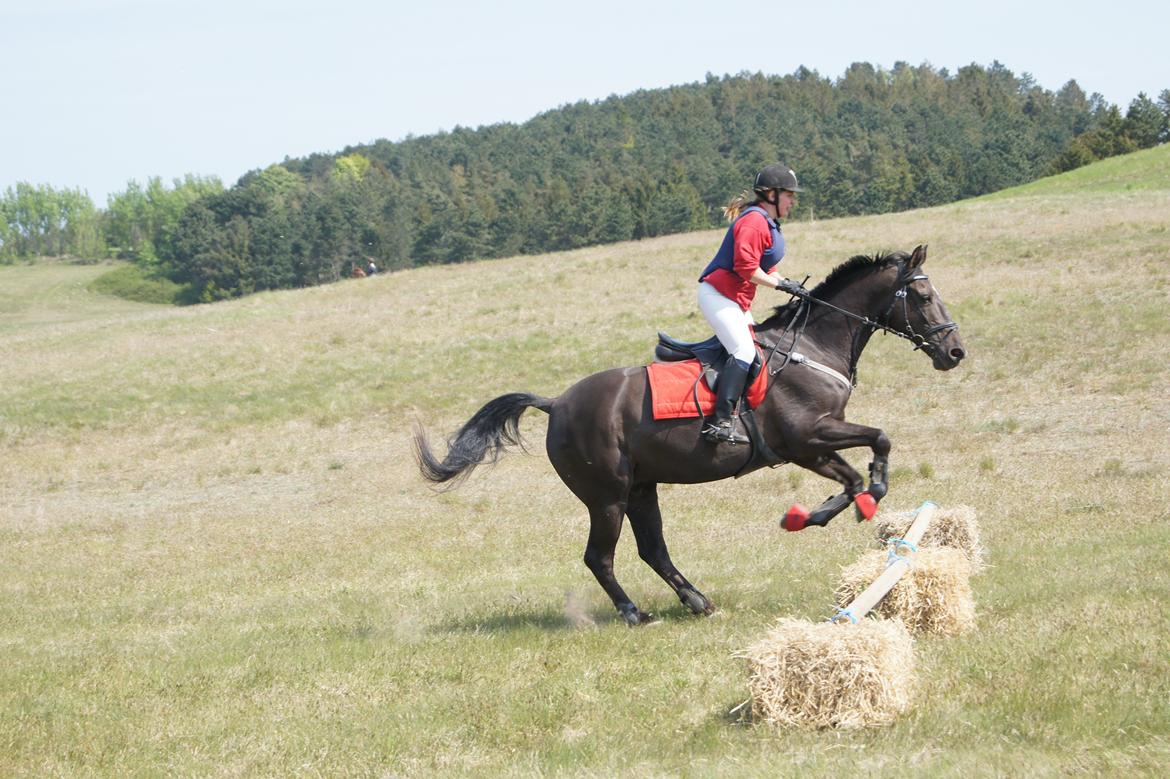 Jagt i syddjurs rideklub maj 2011 billede 1