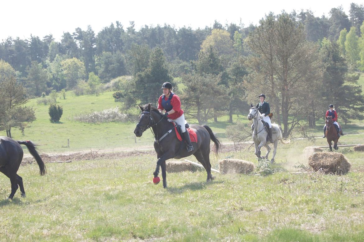 Jagt i syddjurs rideklub maj 2011 billede 7