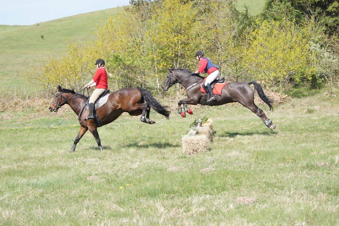 Jagt i syddjurs rideklub maj 2011 billede 10