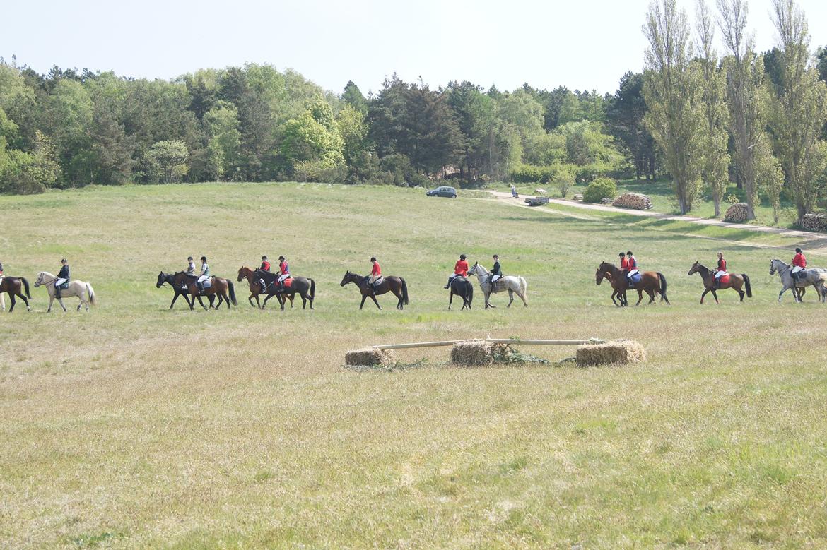 Jagt i syddjurs rideklub maj 2011 billede 11