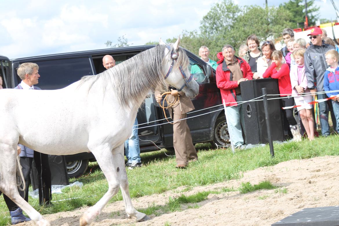 Ørbæk Marked The Schumanns - Den smukke araber! billede 1