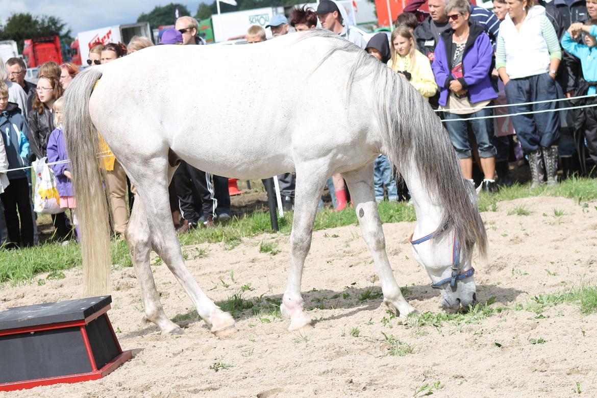 Ørbæk Marked The Schumanns billede 2