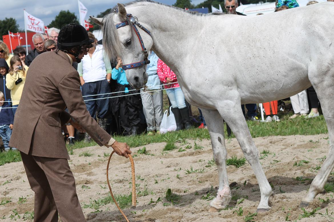 Ørbæk Marked The Schumanns billede 4