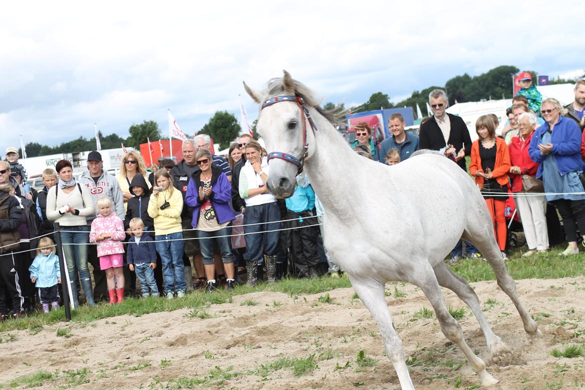 Ørbæk Marked The Schumanns billede 9