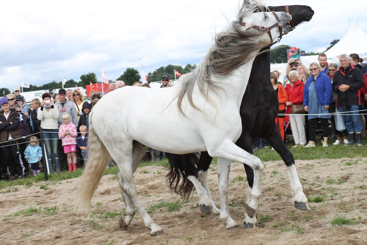 Ørbæk Marked The Schumanns - Hehe, Andalusien er lidt af en bølle over for den yngre Barockpinto :p billede 10