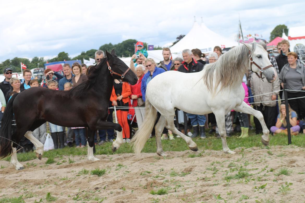 Ørbæk Marked The Schumanns billede 13
