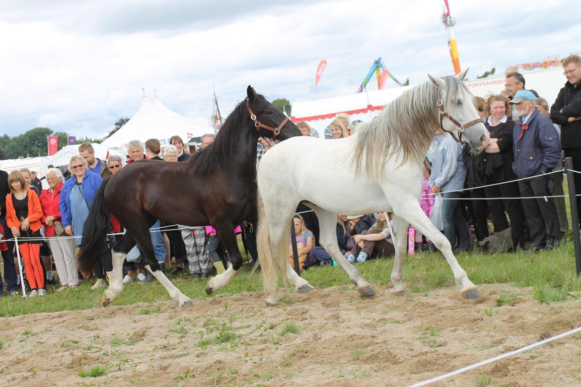 Ørbæk Marked The Schumanns billede 18