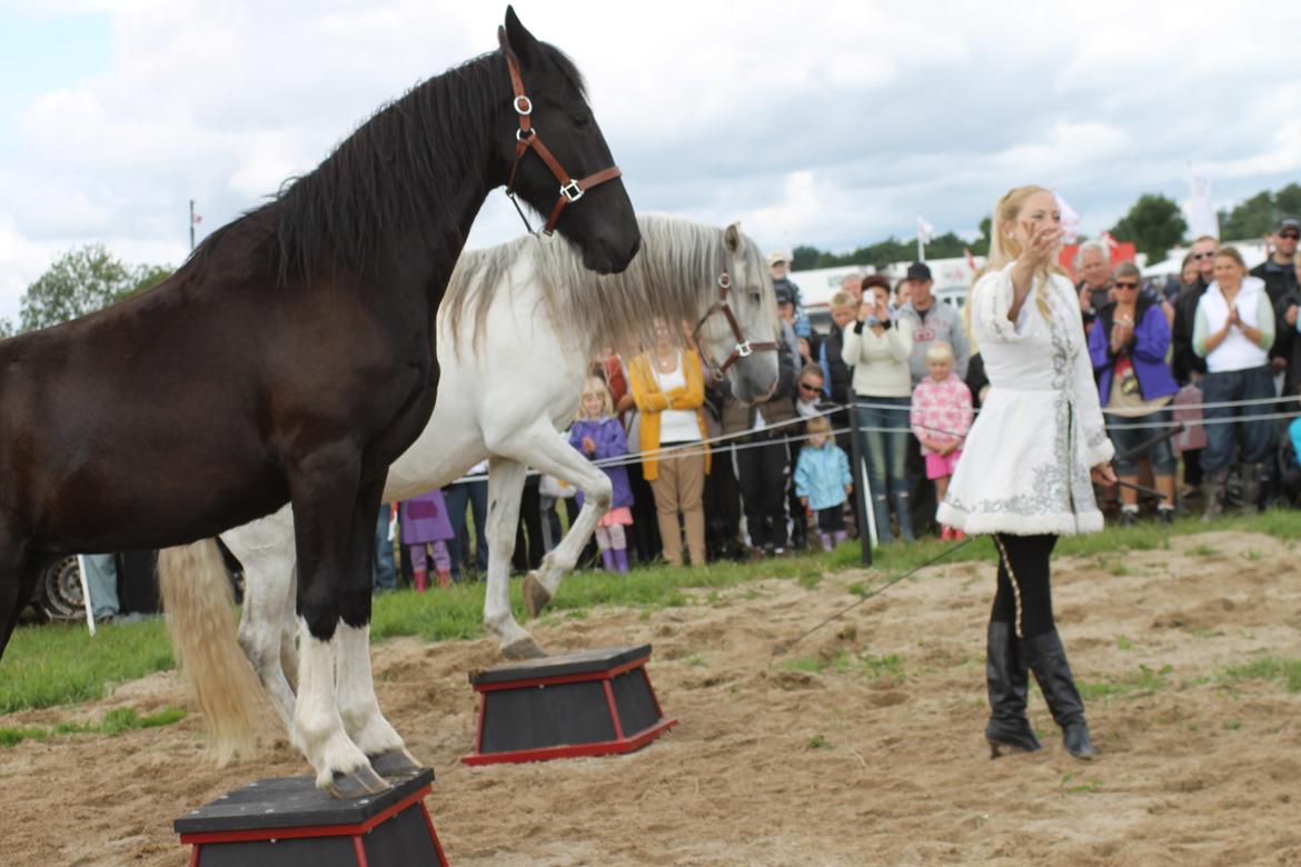 Ørbæk Marked The Schumanns billede 20