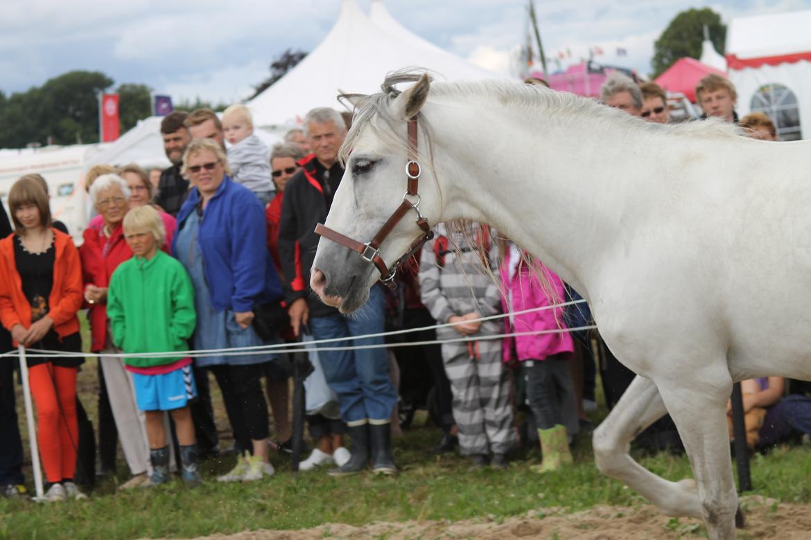 Ørbæk Marked The Schumanns billede 21