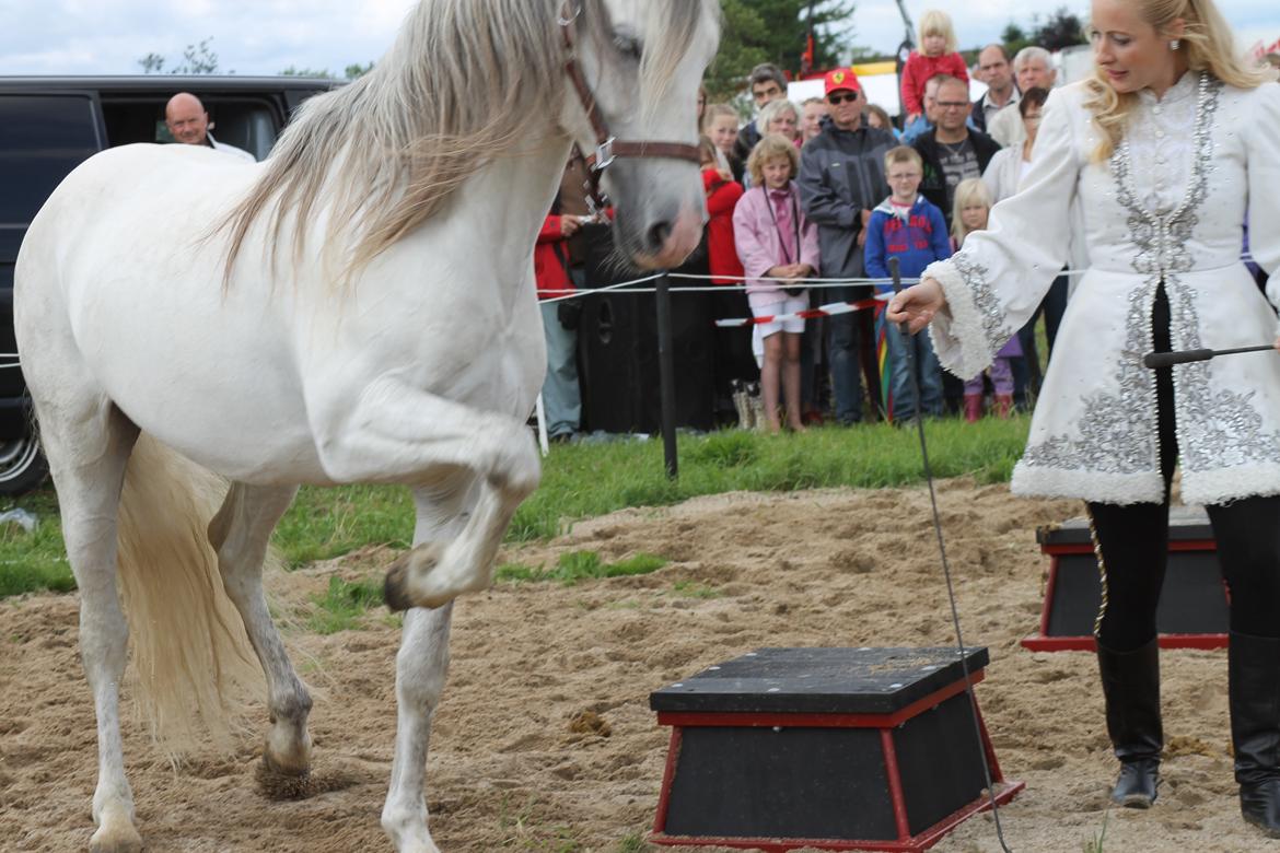 Ørbæk Marked The Schumanns - Spanske skridt, men fik ikke lige det perfekte billede :/ billede 23