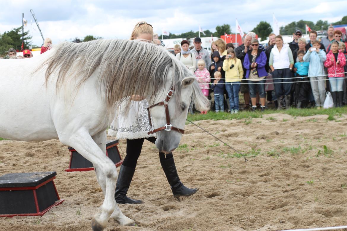 Ørbæk Marked The Schumanns billede 25