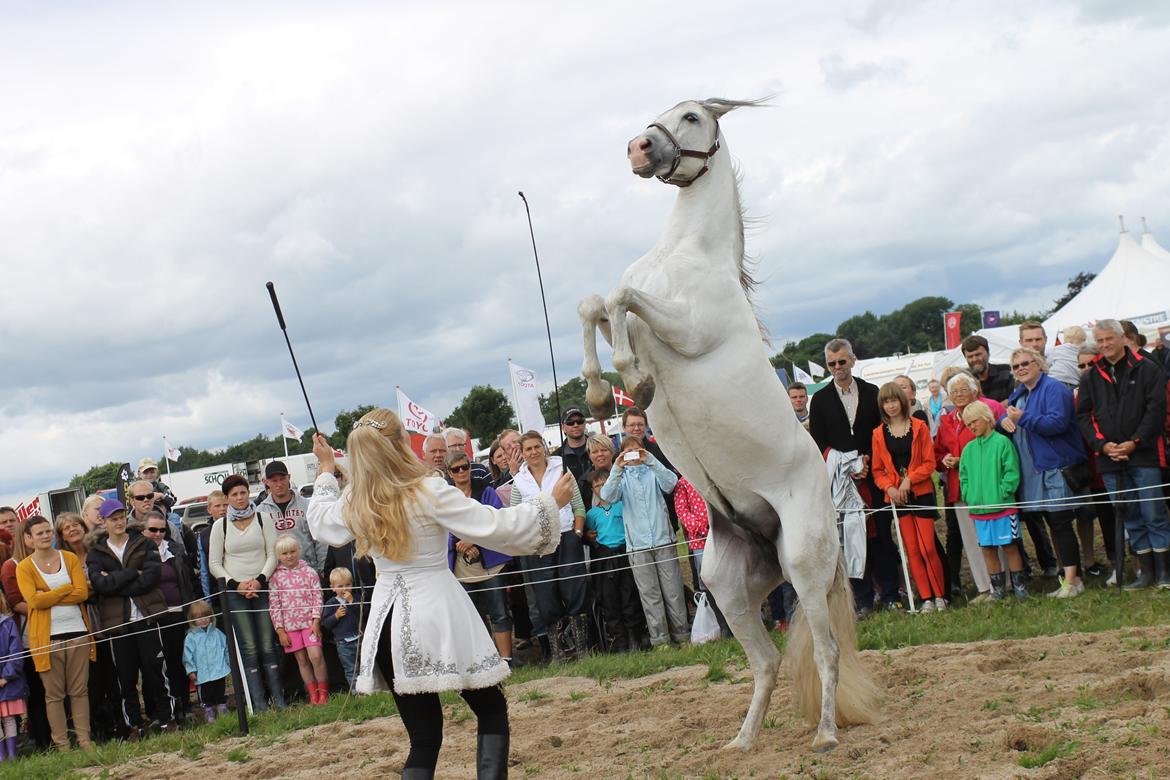 Ørbæk Marked The Schumanns billede 28
