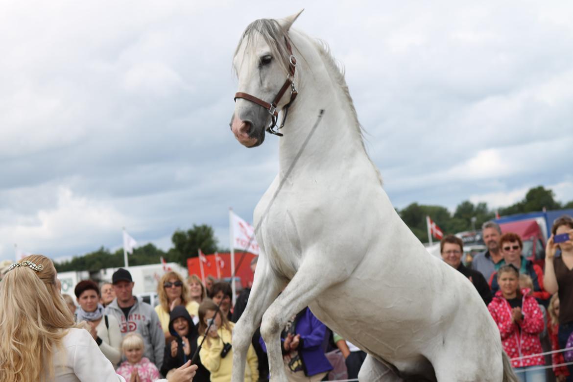 Ørbæk Marked The Schumanns billede 31