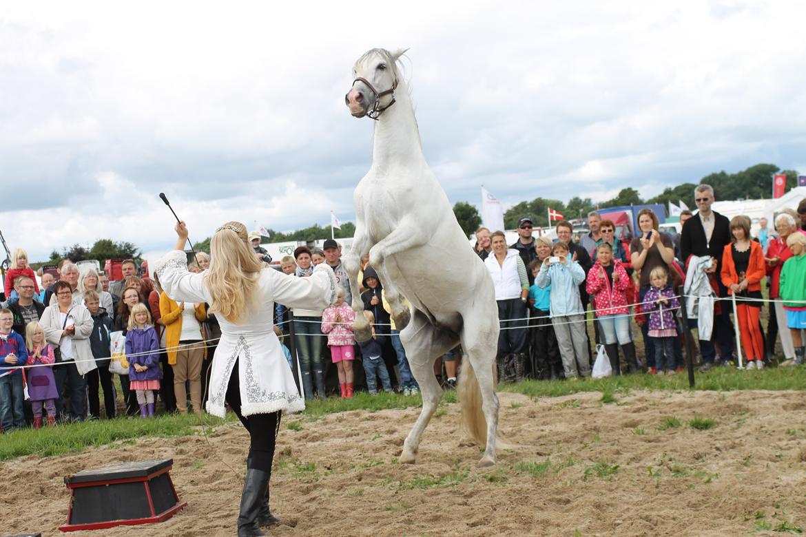 Ørbæk Marked The Schumanns billede 34