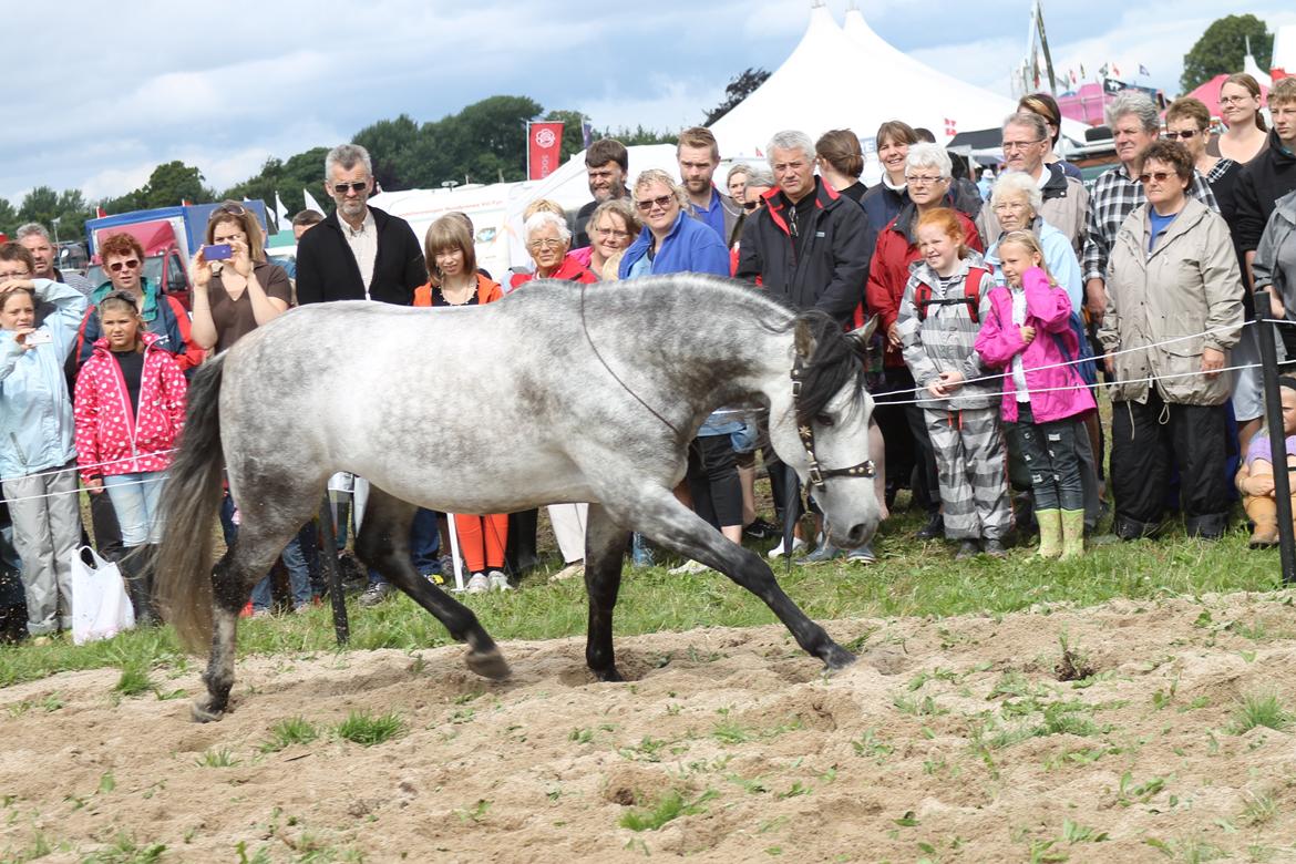 Ørbæk Marked The Schumanns billede 36