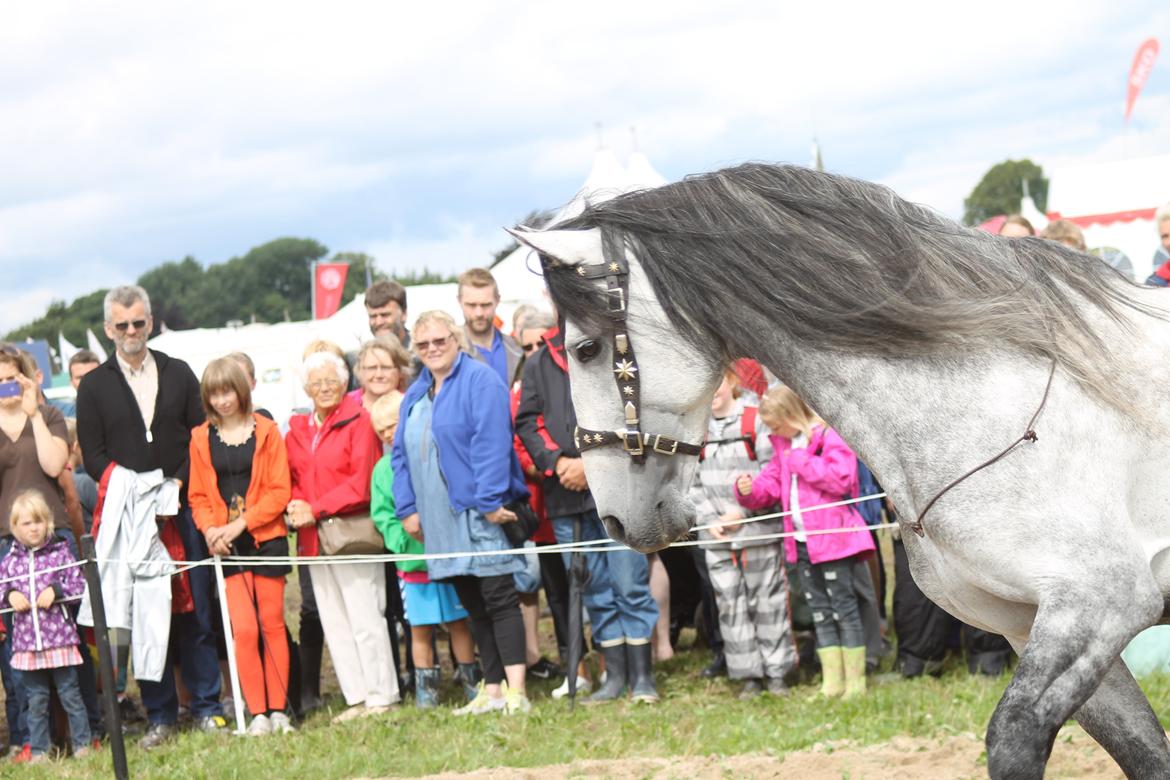 Ørbæk Marked The Schumanns billede 37