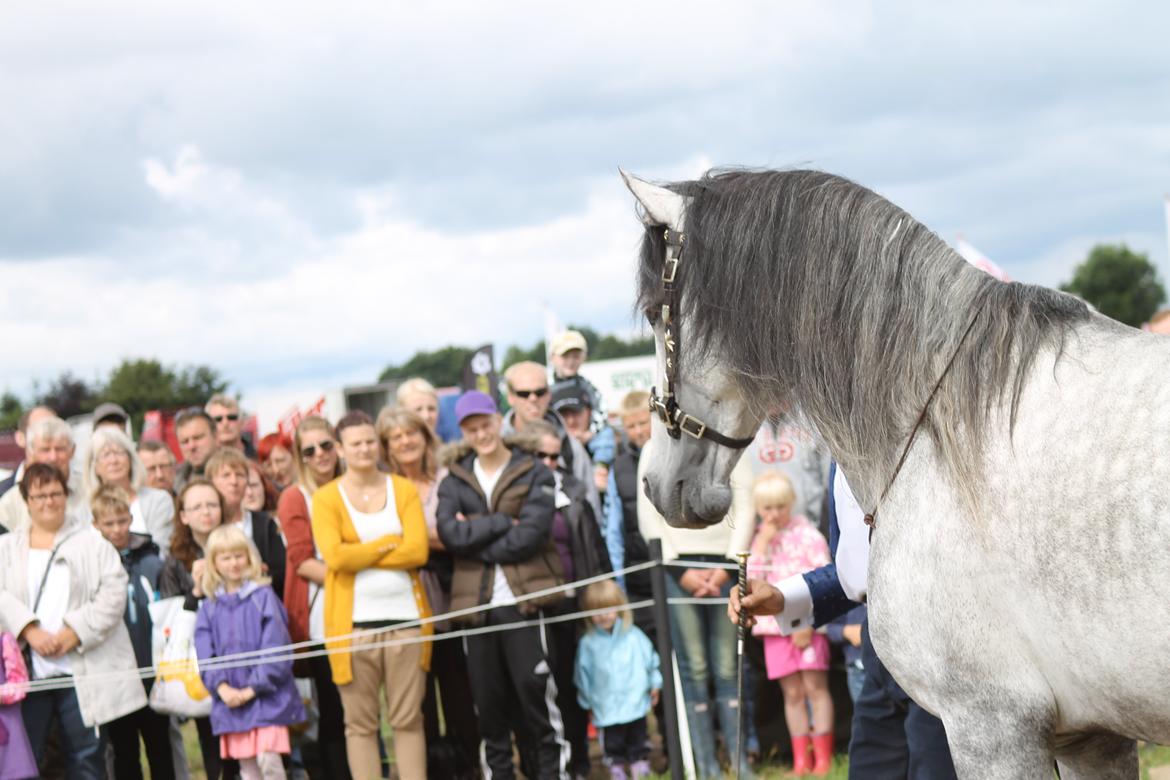 Ørbæk Marked The Schumanns billede 39