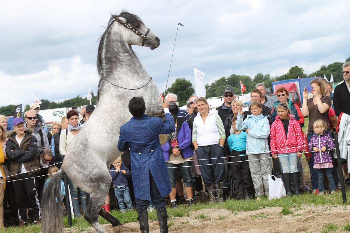 Ørbæk Marked The Schumanns billede 40